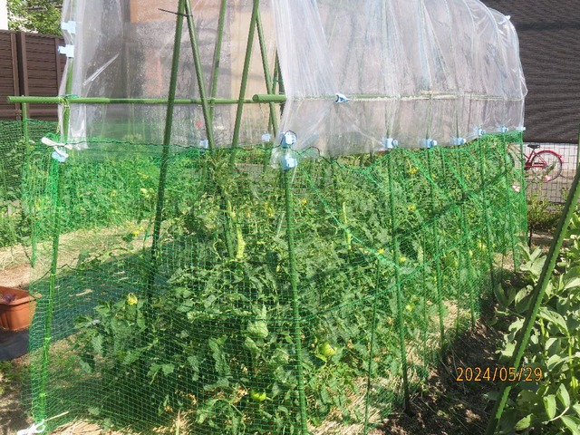 トマトネット①