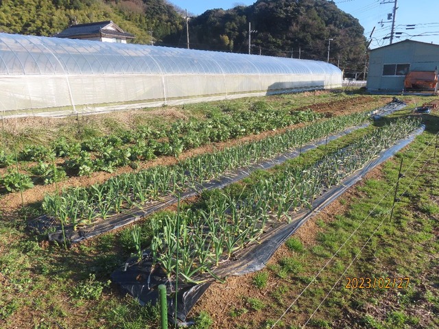 今日の畑