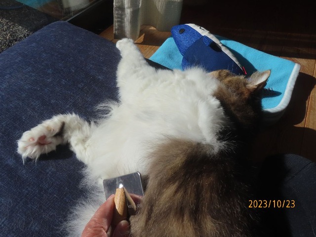 ブラッシング⑤