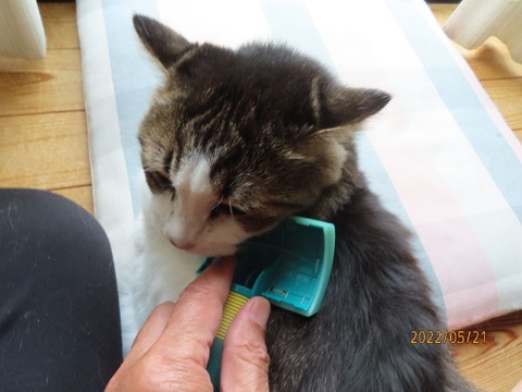 ブラッシング②