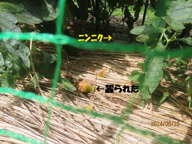 ニンニク効果なし