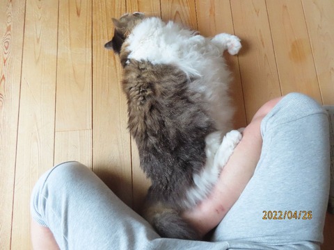 ブラッシング①