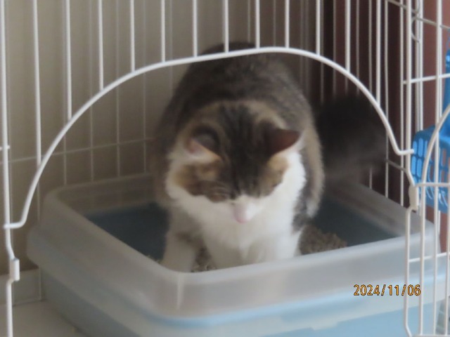 ウンチスタイル