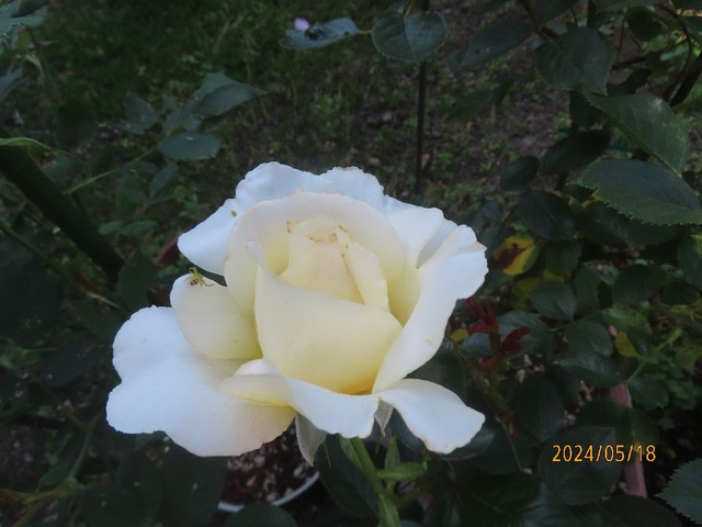 レモンジンジャー①