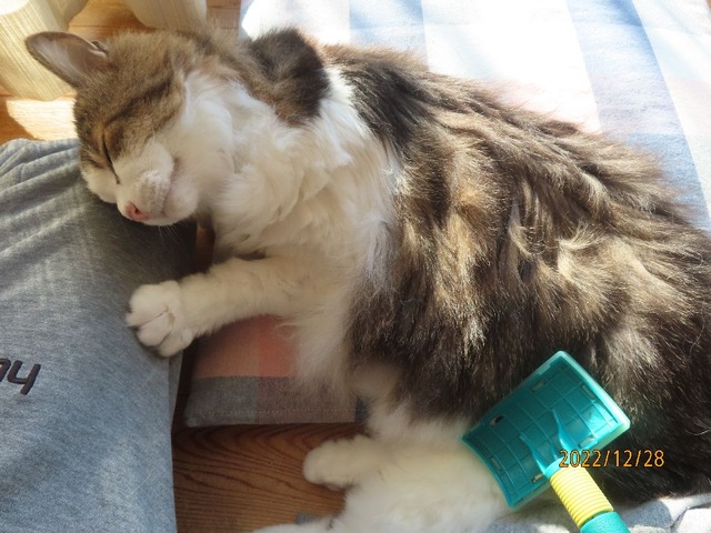 ブラッシング②