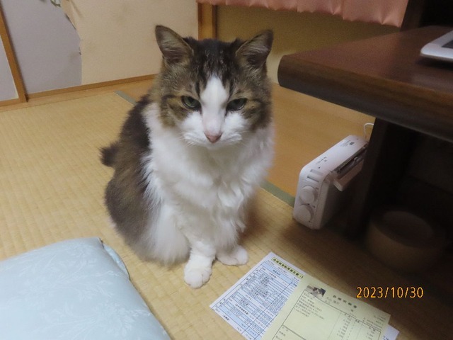 蒲団に潜らせて