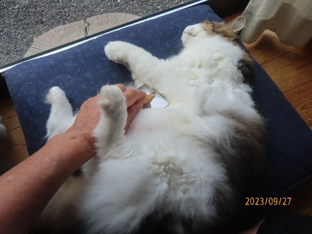 ブラッシング③