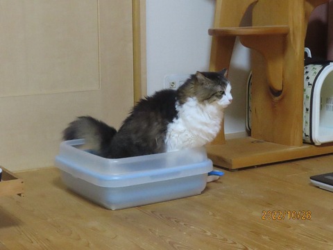 しっこ