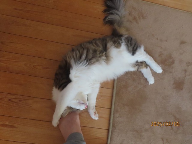 お昼前ころりん