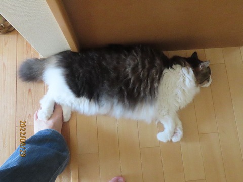 出かけて来るヨ