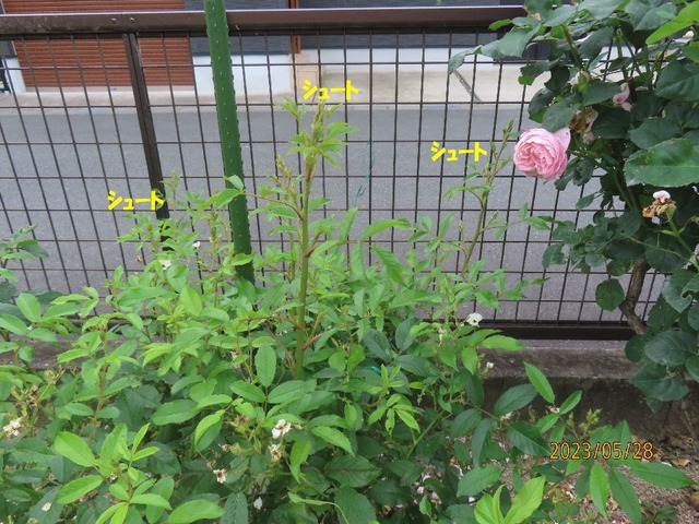 バレリーナシュート