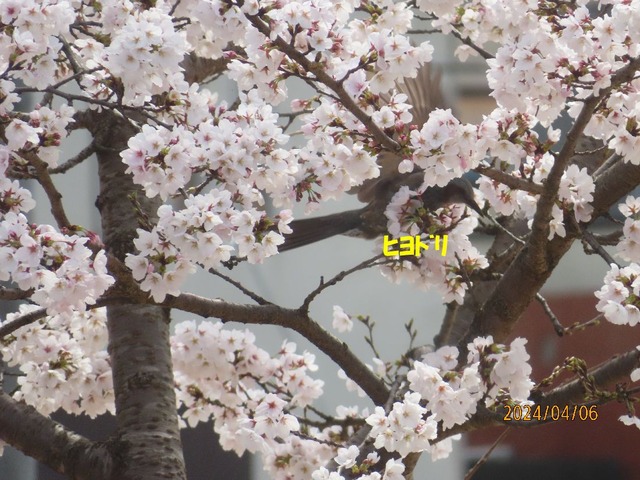 サクラにヒヨドリ