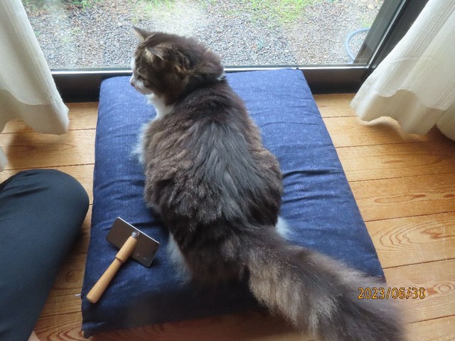 始めるよ