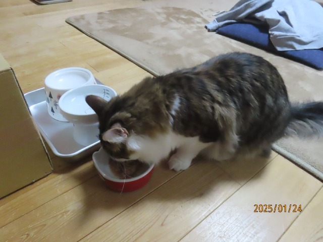 晩ゴハンたま伝