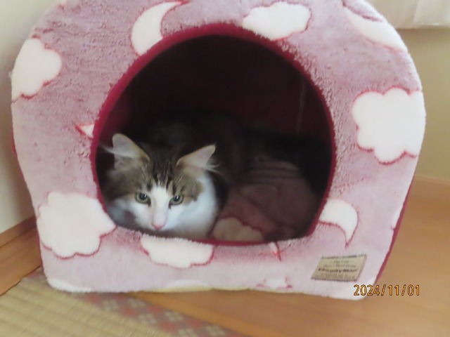 ポンポンベッド