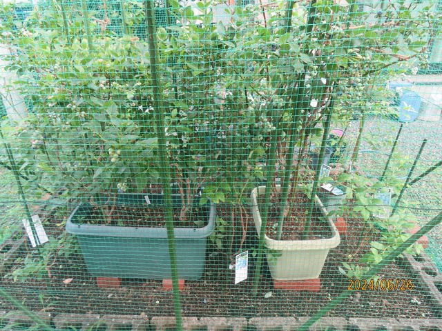 ブルーベリーは無事