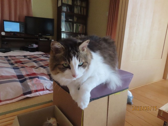 買物に行ってくるよ