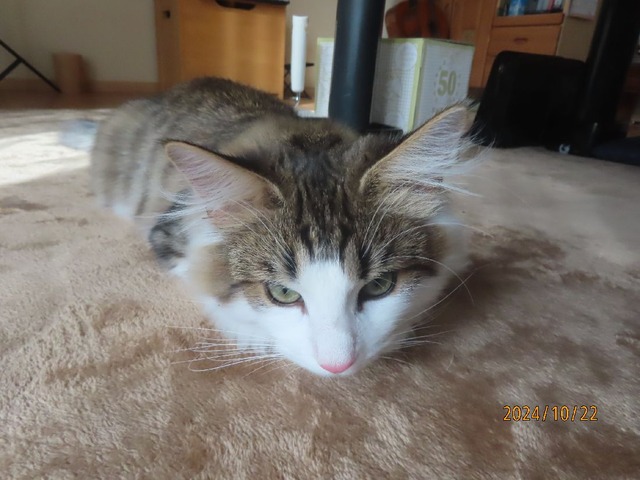 わざとじゃないよ