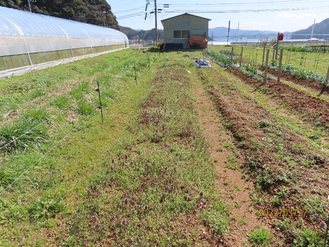 畑到着草ぼーぽ