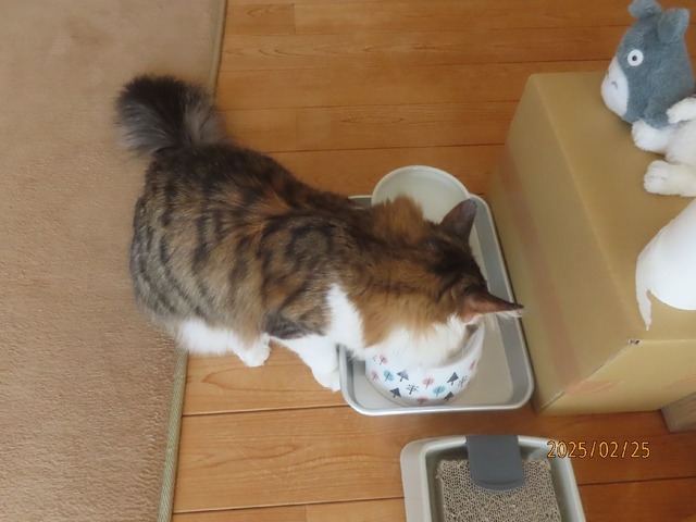 十時前昼ゴハン
