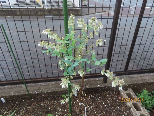 ブライトウエル