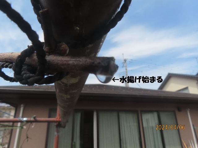 ブドウの水揚げ