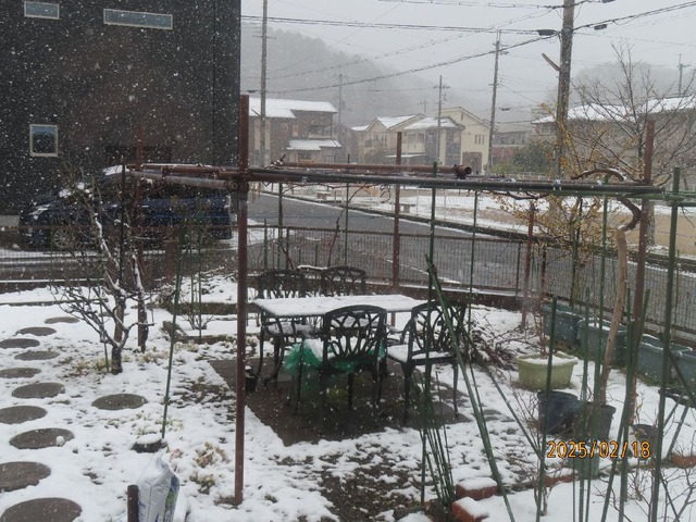 十時半雪