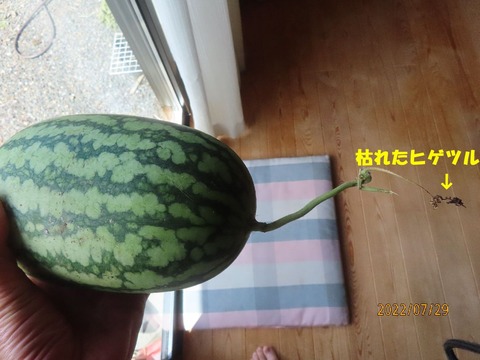スイカ