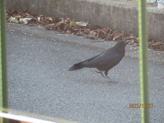 カラス