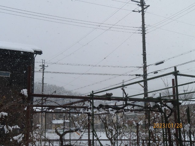 昼過ぎ降ってきた