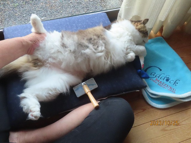 ブラッシング③