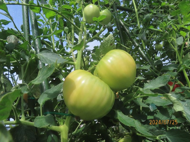 トマトの実①