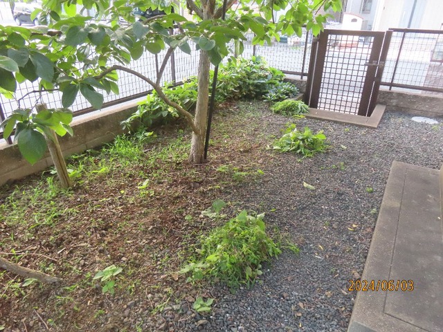 柿の木の下除草