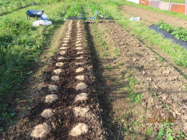 ショウガ植え付け半分