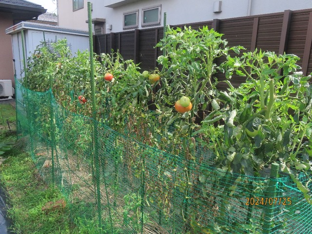 この畝はハクビシン