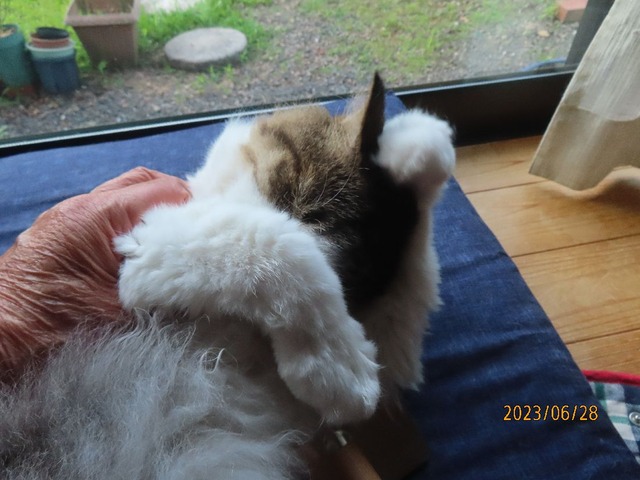 ブラッシング②