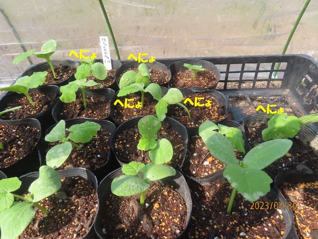 カボチャ苗熱中症