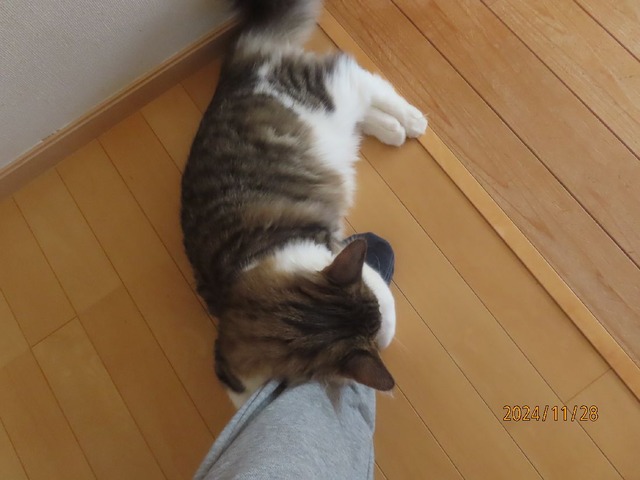 オカエリホールド