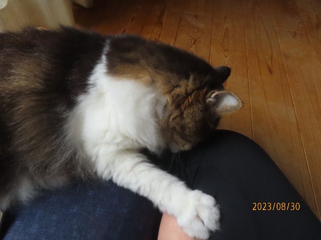 ブラッシング②