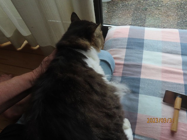 ブラッシング②