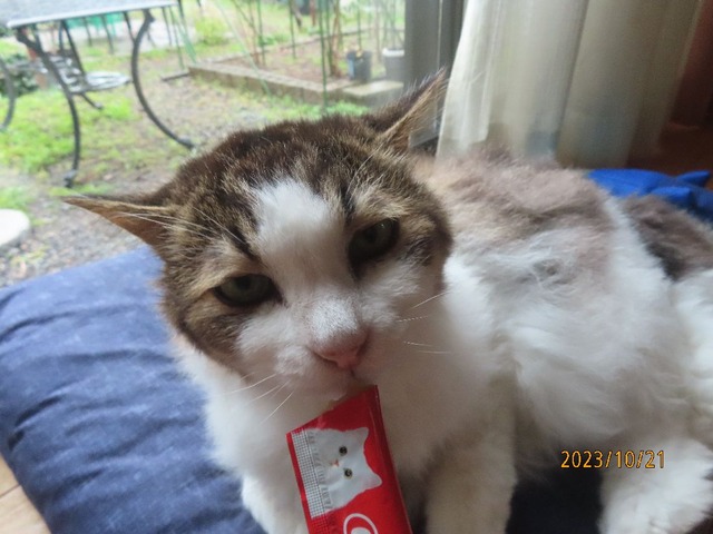 お昼のちゅーる