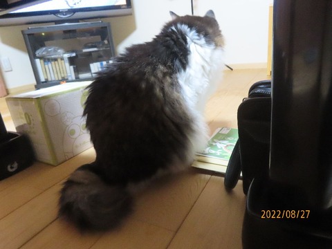 ふうちゃん登場