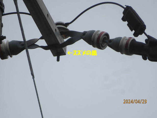 スズメが巣作り