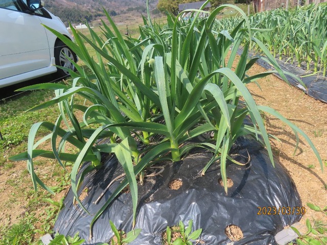 ニューホワイト六片