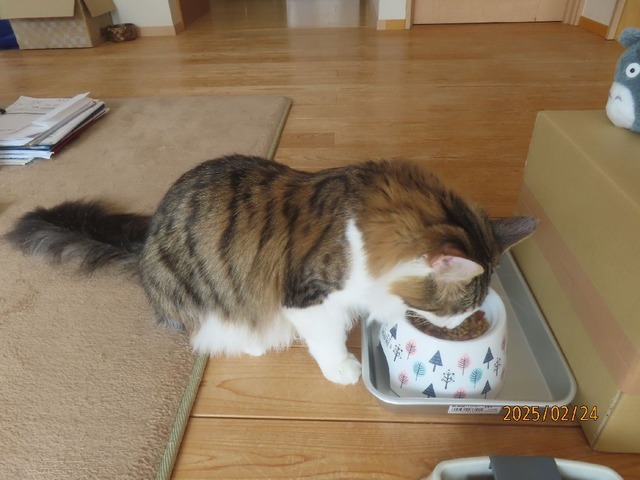 昼ゴハン