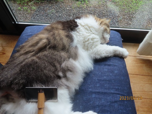 ブラッシング①