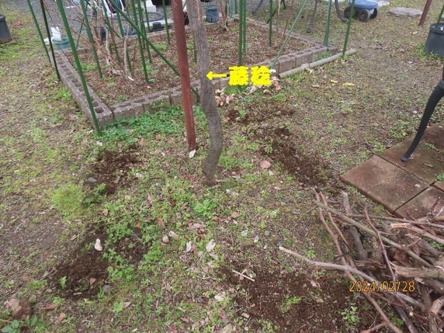 寒肥え③