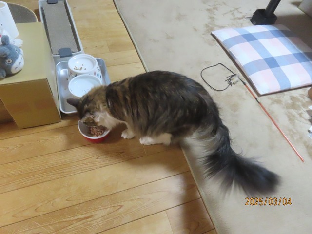 晩ゴハン