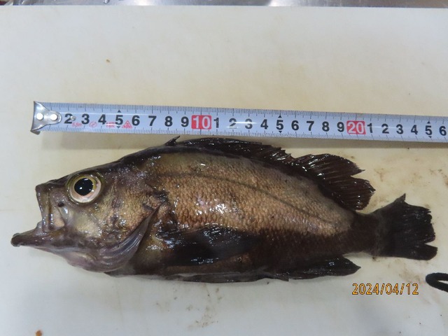 メバル②25ｃｍ