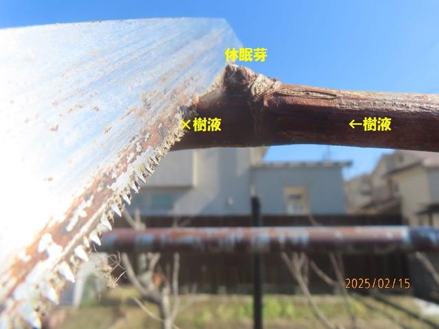 芽傷①